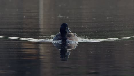 duck swimming in lake in raleigh, north carolina