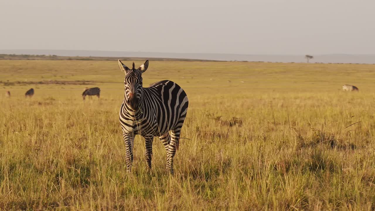 Slow Motion of African Wildlife, Zebra Herd Grazing Savanna, Animals on Africa Safari in Masai Mara in Kenya at Maasai Mara, Beautiful Golden Hour Sunset Sun Light, Steadicam Tracking Shot