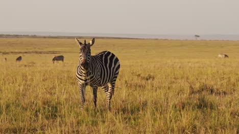 slow motion of african wildlife, zebra herd grazing savanna, animals on africa safari in masai mara in kenya at maasai mara, beautiful golden hour sunset sun light, steadicam tracking shot
