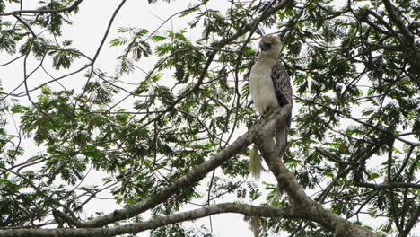 Looking-to-the-left-while-puffing-its-crown,-Rare-Footage,-Philippine-Eagle-Pithecophaga-jefferyi,-Philippines