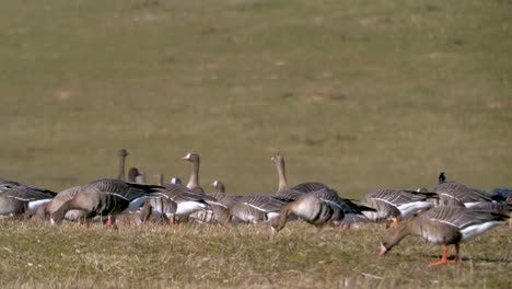 Herde-Von-Gänsen-Und-Weißen-Gänsen,-Die-Gras-Auf-Dem-Feld-Fressen