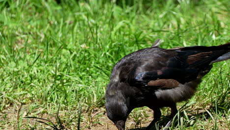 close up shot of wild black crow eating in sunlight on green grass field outdoor