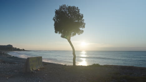 a traveler arrives at seaside, leaning his bike against a tree