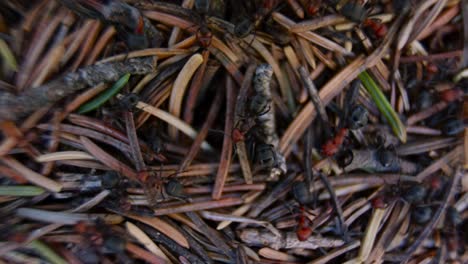 Anthill-with-ants-working-macro-Timelapse