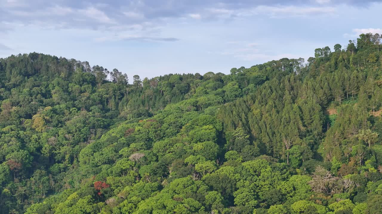 Aerial view of a vast tropical forest with dense green trees stretching across rolling hills under soft daylight