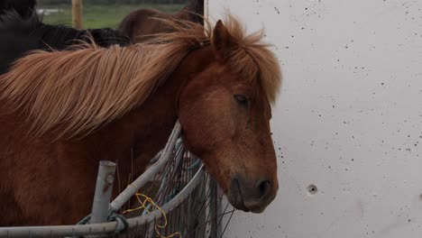 Icelandic-Horse-Scratching-his-Head-4K