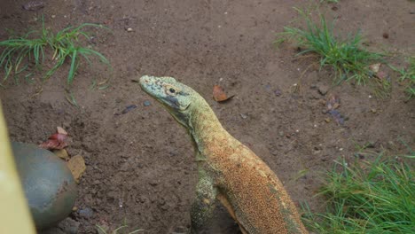 primer plano del dragón de komodo inmóvil en el suelo