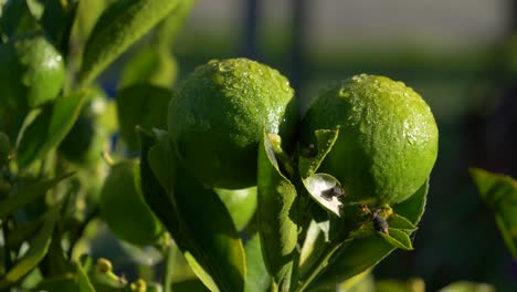 sunrise or sunset captures moist limes or lemons on tree