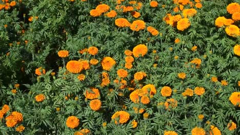 Flor-De-Marygold-Moviéndose-Al-Ritmo-Del-Viento,inclínate-Hacia-Arriba