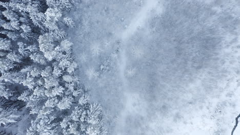 Passing-over-a-thick-forest-completely-covered-in-snow-and-cut-by-an-icy-river