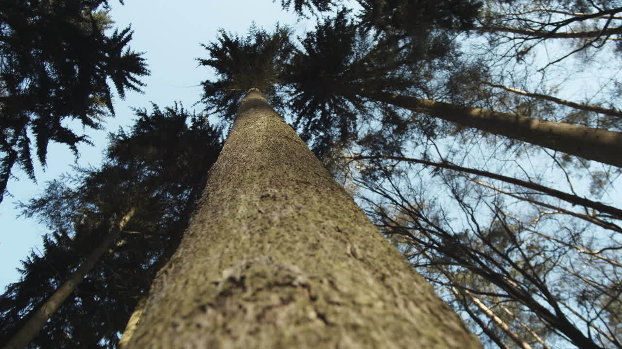 moviéndose hacia arriba a lo largo del tronco de un árbol alto de coníferas en un bosque de pinos, kokorin harasov, república checa