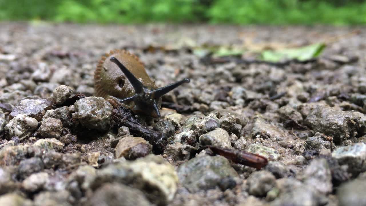 A slug on the ground