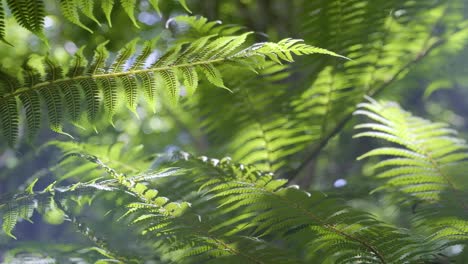 Hintergrundbeleuchtete-Farnblätter-Mit-Flachem-Fokus-Und-Sonnenlicht,-Das-Durchfiltert