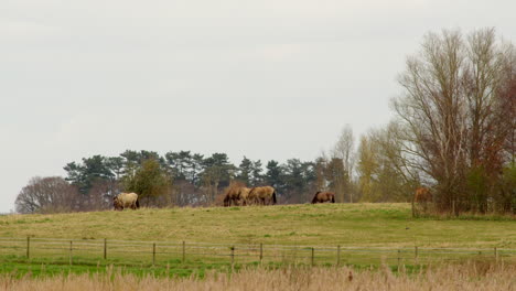 wide shot of horses in a field grazing with reeds in foreground at a wetland nature reserve on the river ant at the norfolk broads
