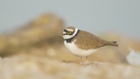 a cute little ringed plover bird seen standing on the rocks during early winter morning bobbing its head and showing its necklace on a small river in maharashtra india