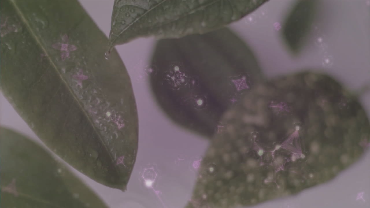 Raindrops falling on green leaves with purple star animation overlaying them