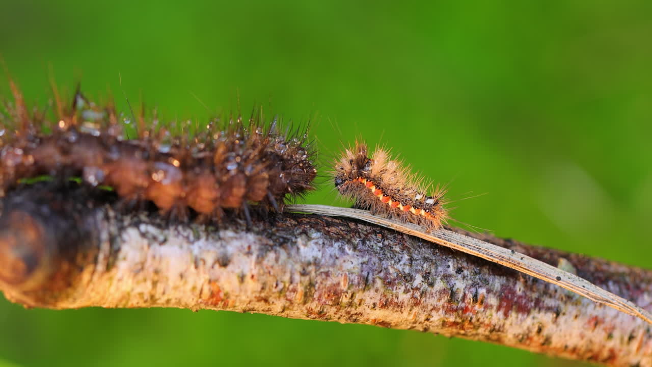 la polilla de cola amarilla de oruga (euproctis similis) y la oruga phragmatobia fuliginosa se arrastran a lo largo de una rama de árbol sobre un fondo verde.