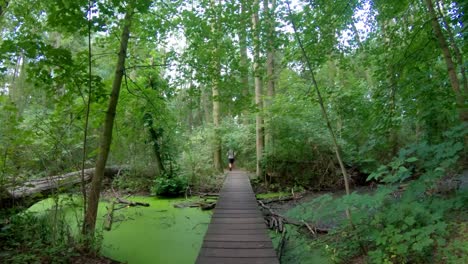 sendero que corre sobre un puente a mediados de la mañana de verano en un bosque relajante