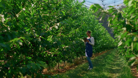 Woman-agronomist-collecting-data-analysing-growth-of-plants-on-plantation-tablet