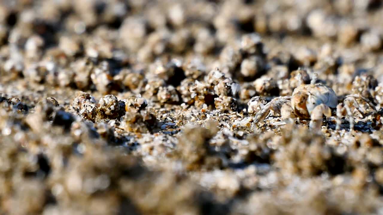 cerca del cangrejo fantasma comiendo comida en la playa de arena.