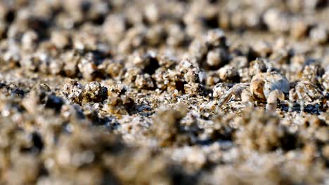 close up  ghost crab eating food on sand beach.