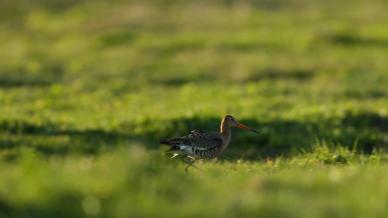 Black-tailed Godwit in Flight Over Grassland