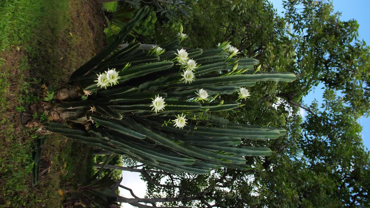 Giant night-flowering cactus 'queen of the night' in full display on Hawaii Island in the Pacific Ocean