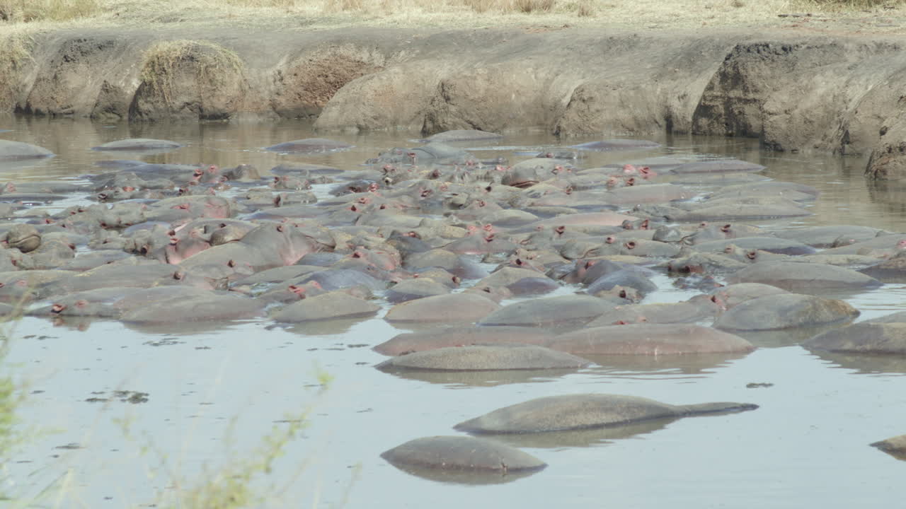 hipopótamos llenando una pequeña piscina en el serengeti, tanzania