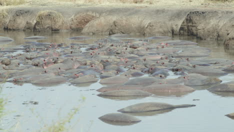 Nilpferde-Drängen-Sich-In-Einem-Kleinen-Becken-In-Der-Serengeti,-Tansania