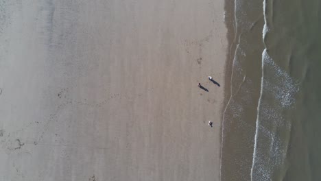 Idyllic-aerial-view-looking-down-over-golden-summer-sandy-beach-with-tourists-walking-dog-below