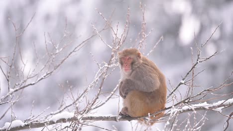 rhesus macaque monkey in forest in snowfall