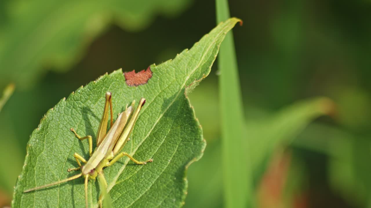 작은 도마이 식물의 초록색 잎 위를 고 있다