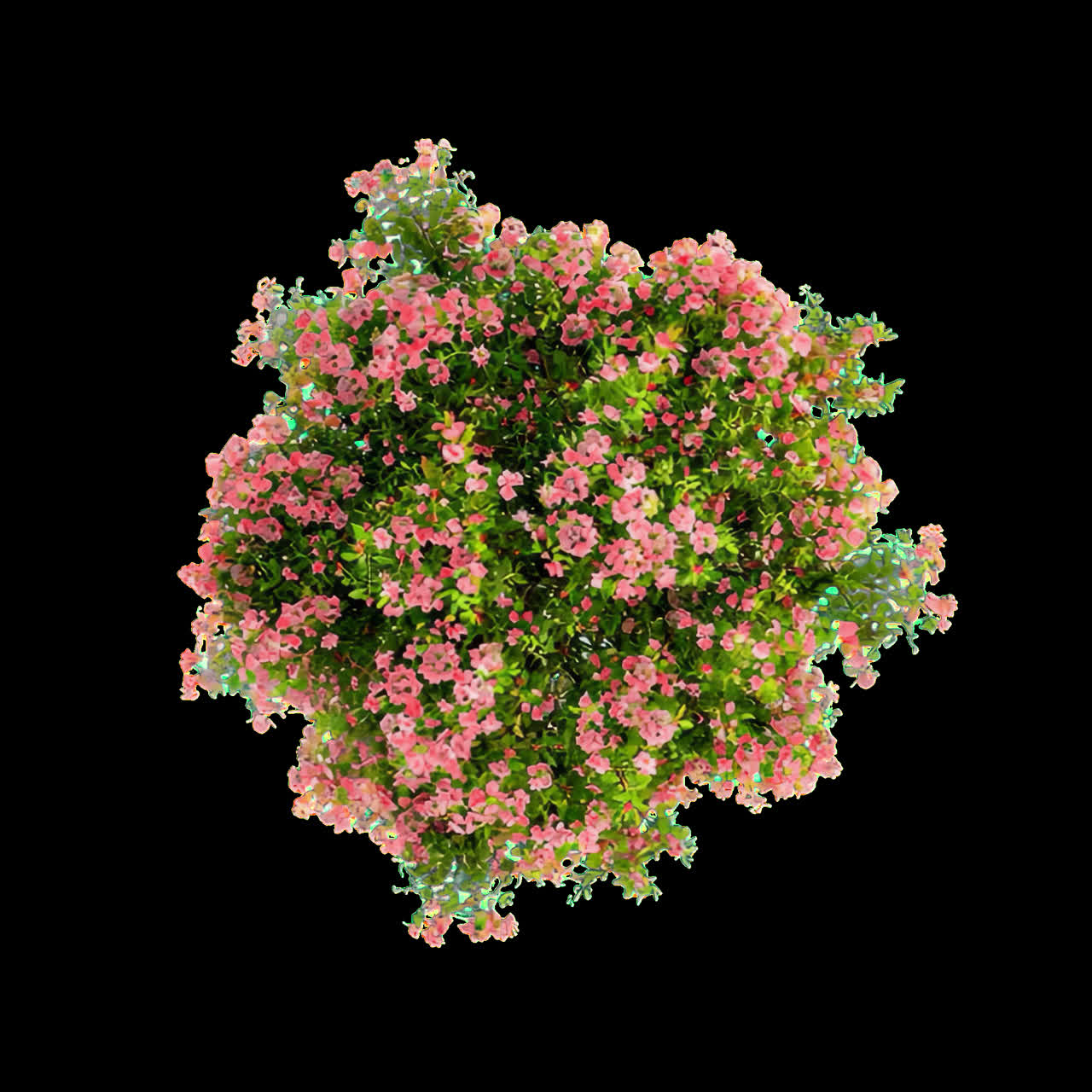 Vibrant pink flowers in bloom animation isolated asset, transparent 4K video, alpha channel, ProRes