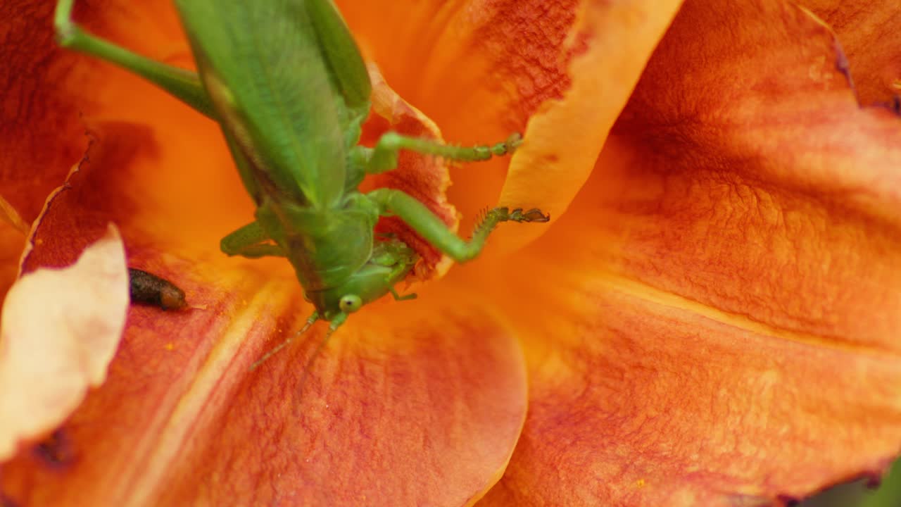 Un primo piano della testa di una grande cavalletta verde che mangia un fiore arancione in fiore.