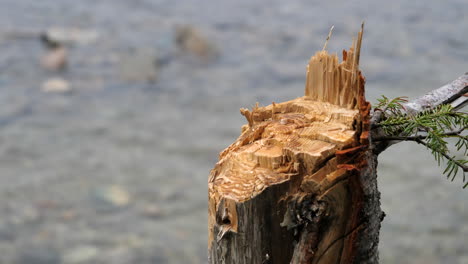 close up of stump of chopped tree by lake water, static shot