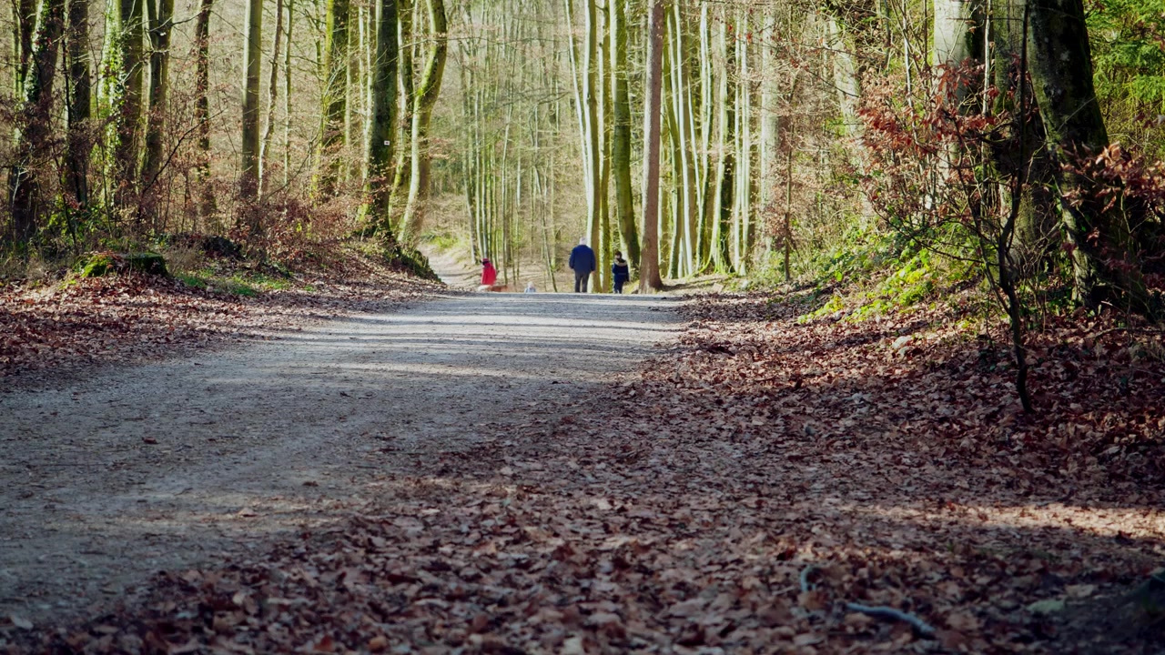Padre con Hijos Caminando en el Bosque