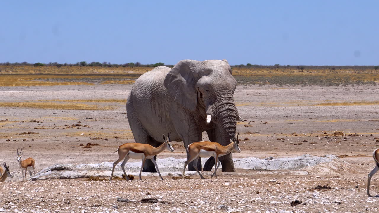 에토샤 국립공원의 얼룩말과 가젤로 둘러싸인 코끼리