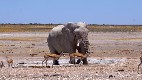 在埃托沙國家公園 (etosha national park) 裡,大象被斑馬和<unk>子包圍