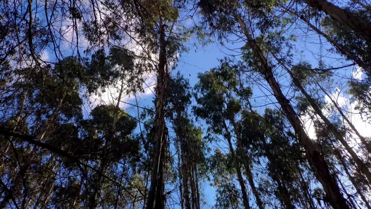 Looking Up At Swaying Eucalyptus Trees Against Blue Skies