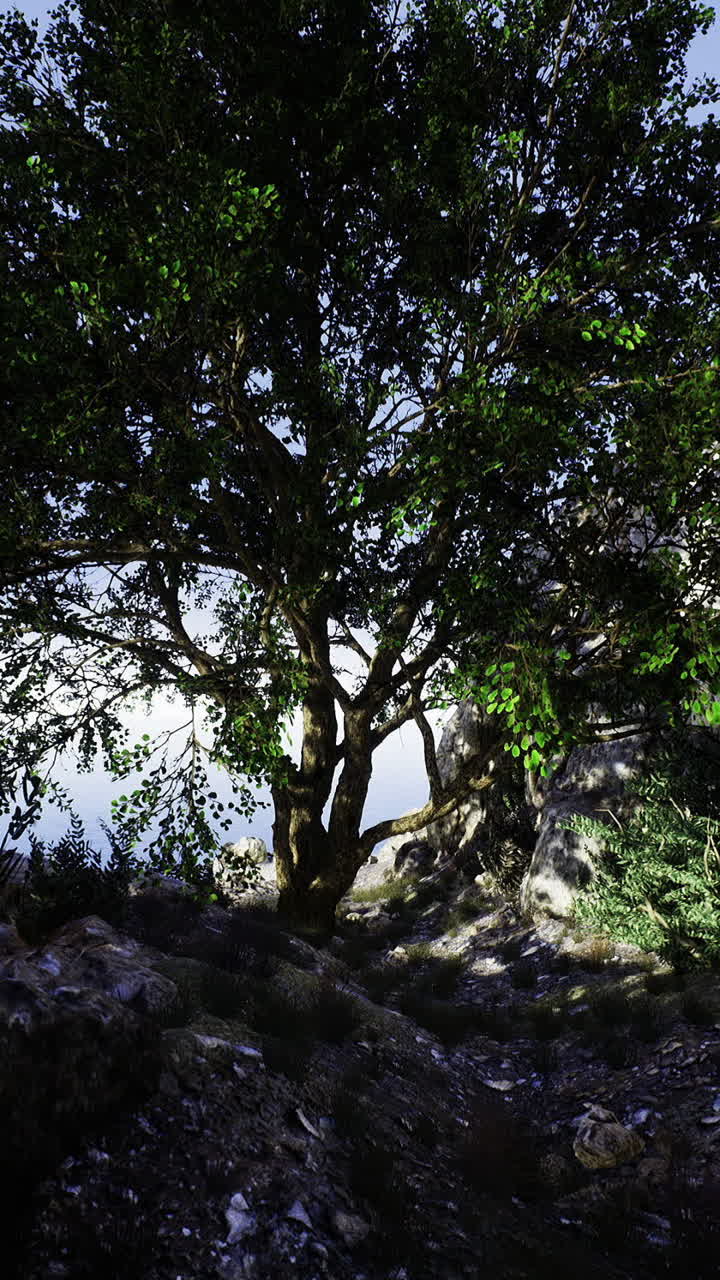 Majestic tree stands resilient amidst rocky landscape in serene wilderness