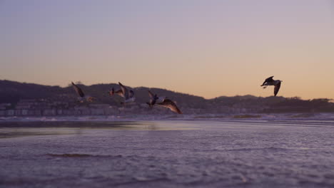 Fliegen-Von-Möwen-über-Dem-Meer-Bei-Sonnenuntergang---Zeitlupe