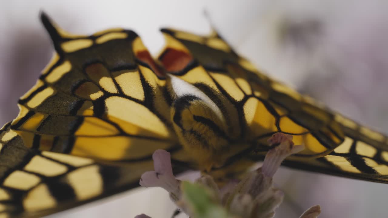 fotografía macro de una mariposa cola de golondrina recién eclosionada en la lavanda