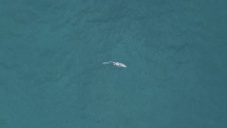 A-drone-shot-of-dolphins-playing-in-crystal-clear-teal-water-at-a-camping-spot-in-Santa-Monica,-Los-Angeles,-California