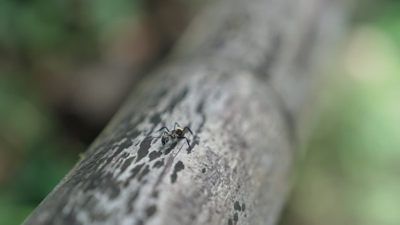 Macro shot of ant crawling down tree in rain forest, slow motion