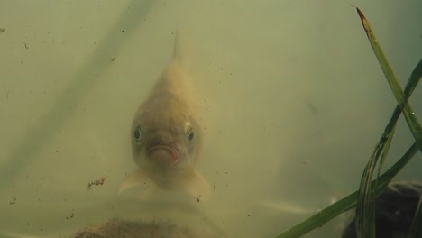 los peces nadan fuera de las entrañas del lago soplando burbujas