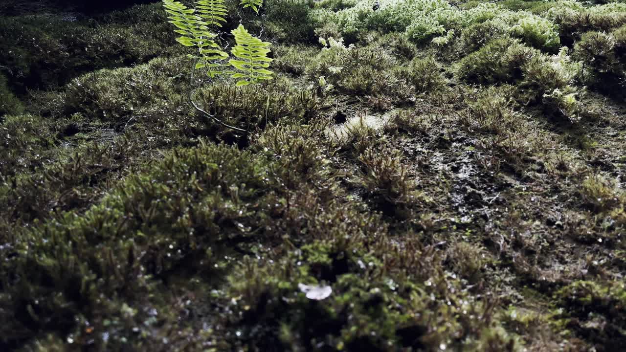 gotas de lluvia cayendo en cámara lenta desde una pared de piedra vertical en el bosque
