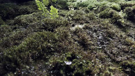 Regentropfen-Fallen-In-Zeitlupe-Von-Einer-Vertikalen-Steinmauer-Im-Wald