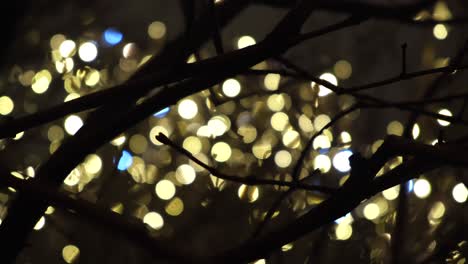 christmas lights through branches at night