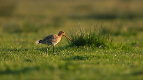 black-tailed godwit in a meadow at sunset