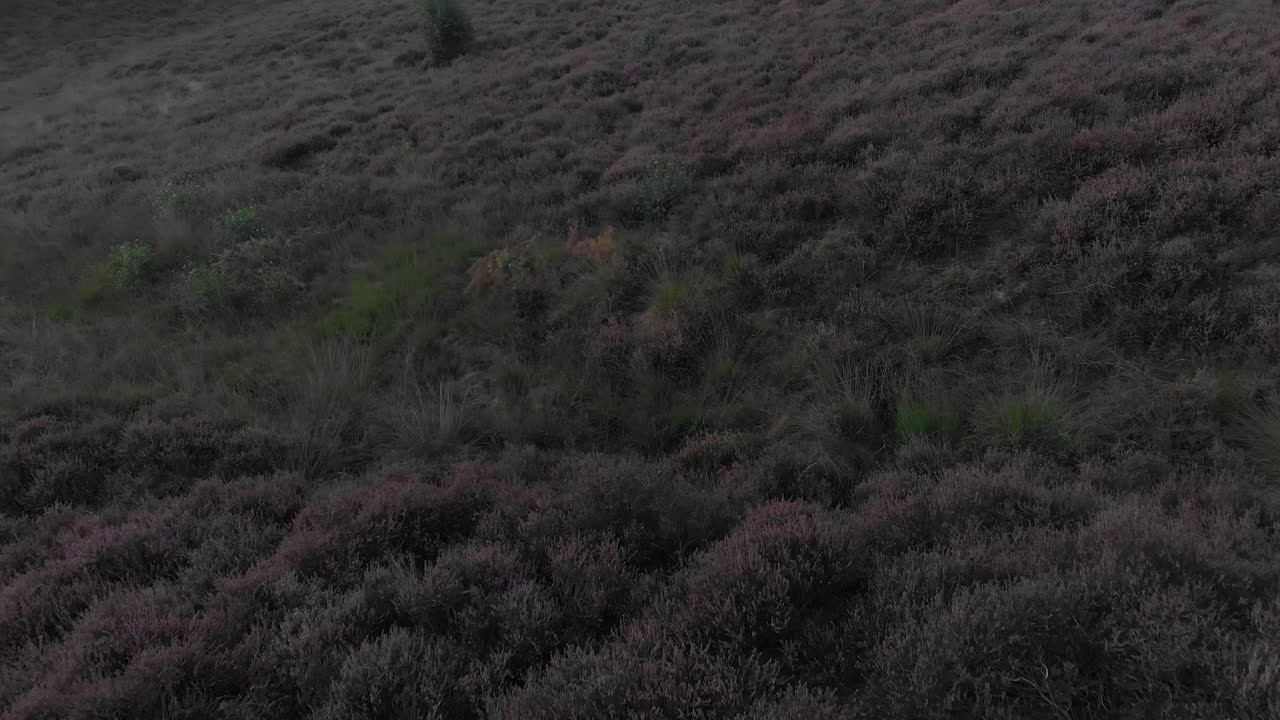 네덜란드 포스 ⁇ 크 의 유명한 꽃 피는 히더  ⁇  의 공중 촬영